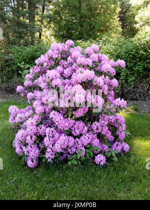 Rhododendron catawbiense in voller Blüte. Stockfoto