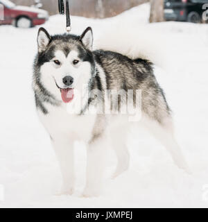 Alaskan Malamute im Schnee, Winter-Saison im Freien spielen. Verspielte Haustiere im Freien. Stockfoto