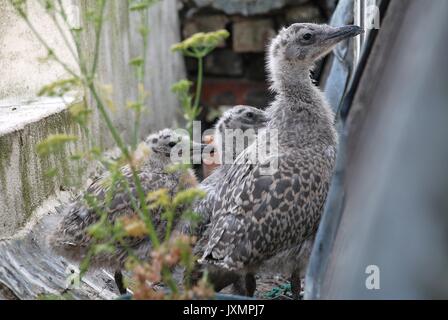 Drei junge Europäische Silbermöwe (Larus argentatus) Küken im Nest auf einer Fensterbank in St. Leonards-on-Sea, England. Stockfoto