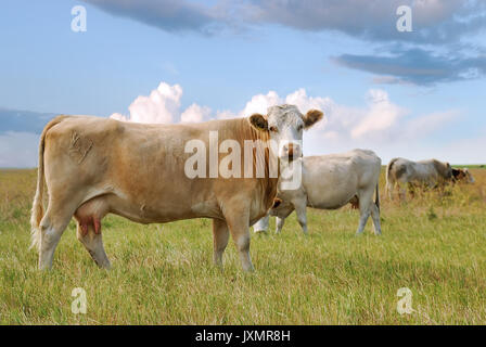 Rinder grasen Saskatchewan Prairie Feld Stockfoto