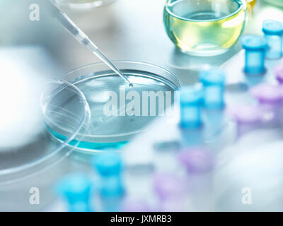 Wissenschaftler Pipettieren einer Probe in einer Petrischale in einem Experiment im Labor Stockfoto