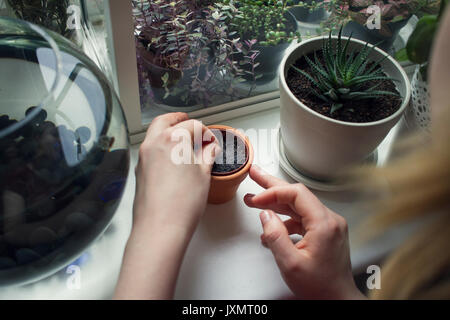 Blick über die Schulter der Frau Hand tendenziell Topfpflanzen auf der Fensterbank Stockfoto