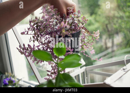 Woman's Hand entfernen Topfpflanze von fensterbank Terrarium Stockfoto