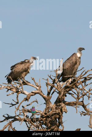 Ruppell's Gänsegeier (Tylose in Rueppellii) und Lilac-breasted Roller (Caracias caudata), Masai Mara National Reserve, Kenia Stockfoto