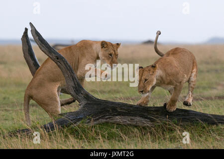 Löwinnen spielen (Panthera leo), Masai Mara National Reserve, Kenia Stockfoto