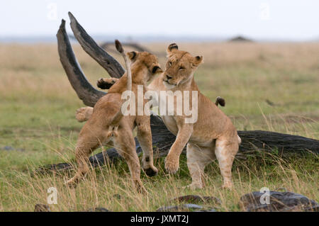 Löwinnen spielen (Panthera leo), Masai Mara National Reserve, Kenia Stockfoto