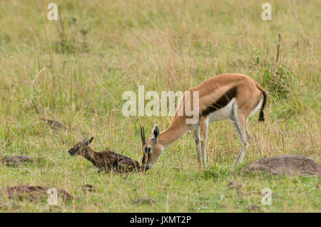 Thomson Gazellen mit Neugeborenen (Gazella thomsoni), Masai Mara National Reserve, Kenia Stockfoto