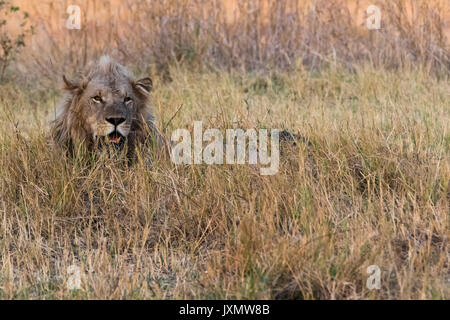 Löwe (Panthera leo), im Gras ausruhen, Okavango Delta, Botswana, Afrika Stockfoto