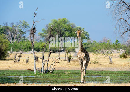 Eine südliche Giraffe (Giraffa Camelopardalis) Wandern im Okavango Delta, Botswana, Afrika Stockfoto