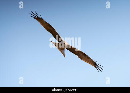 Yellow-billed Kite (Milvus parasitus), im Flug, Khwai Konzession, Okavango Delta, Botswana, Afrika Stockfoto