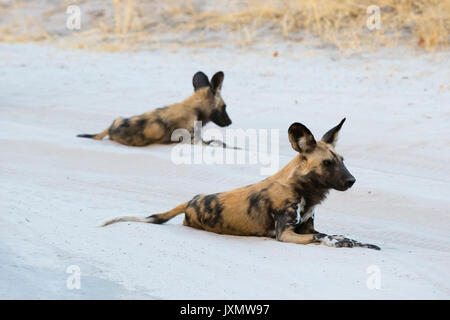 Zwei Afrikanische Wildhunde (Lycaon pictus), ausruhen, Savuti, Chobe National Park, Botswana, Afrika Stockfoto