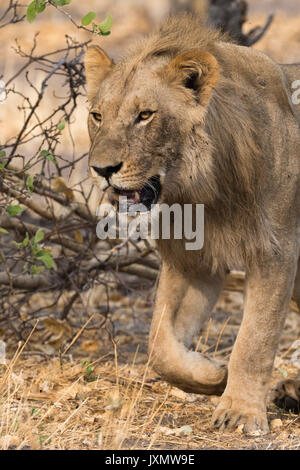 Männliche Löwe (Panthera leo), Savuti, Chobe National Park, Botswana, Afrika Stockfoto