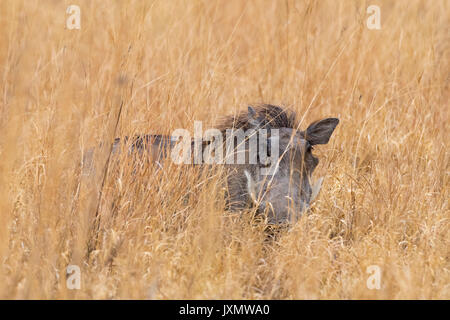 Ein warzenschwein (Phacochoerus africanus), versteckt in langen Gras, Nxai Pan, Botswana, Afrika Stockfoto