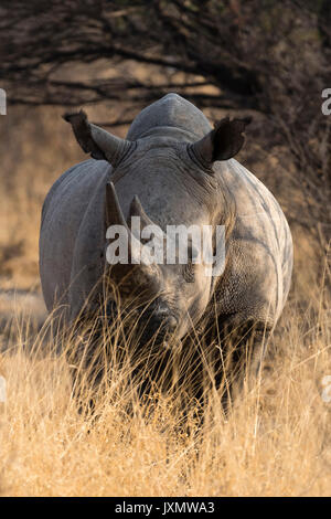 Porträt eines weißen Nashörner (Rhinocerotidae)), Kalahari, Botswana, Afrika Stockfoto