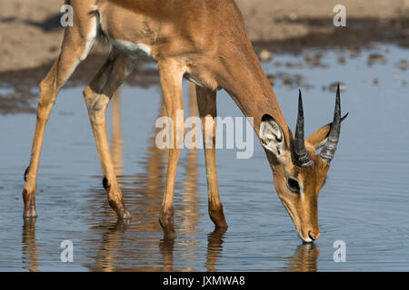 Impala (Aepyceros melampus), am Wasserloch, Kalahari, Botswana, Afrika Stockfoto