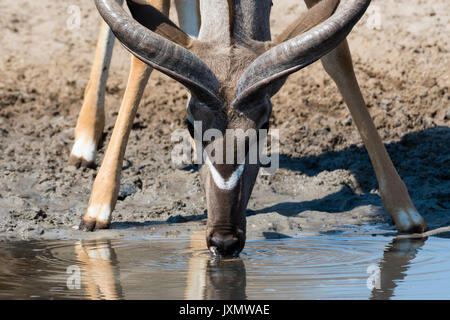 Portrait von größeren Kudu (Tragelaphus strepsiceros), Kalahari, Botswana, Afrika Stockfoto