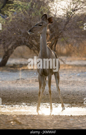 Eine größere Kudu Weibchen (Tragelaphus strepsiceros), am Wasserloch bei Sonnenaufgang, Kalahari, Botswana, Afrika Stockfoto