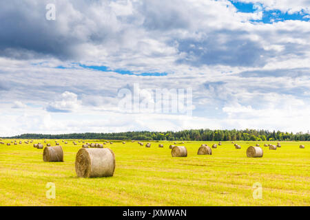 Feld voller Heu Kugeln an hellen Sommertag Stockfoto