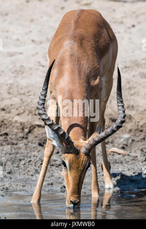 Impala (Aepyceros melampus), am Wasserloch, Kalahari, Botswana, Afrika Stockfoto