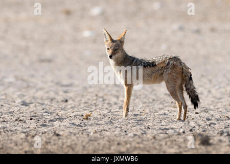 Portrait von Black-backed Jackal (Canis mesomelas), Kalahari, Botswana Afrika Stockfoto