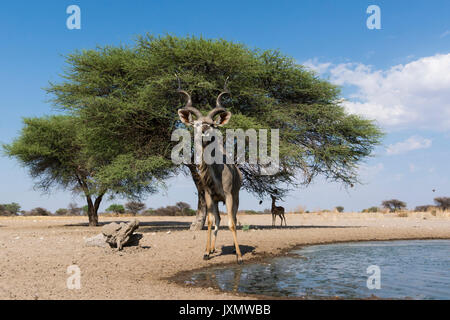 Portrait von größeren Kudu (Tragelaphus strepsiceros), Kalahari, Botswana, Afrika Stockfoto