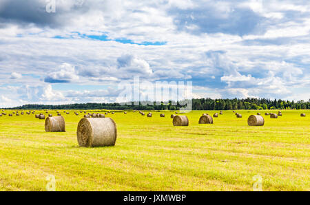 Feld voller Heu Kugeln an hellen Sommertag Stockfoto