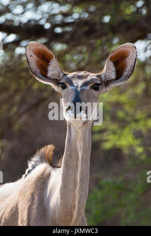 Portrait der weiblichen Mehr Kudu (Tragelaphus strepsiceros), Kalahari, Botswana, Afrika Stockfoto