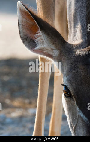 Portrait der weiblichen Mehr Kudu (Tragelaphus strepsiceros), Kalahari, Botswana, Afrika Stockfoto