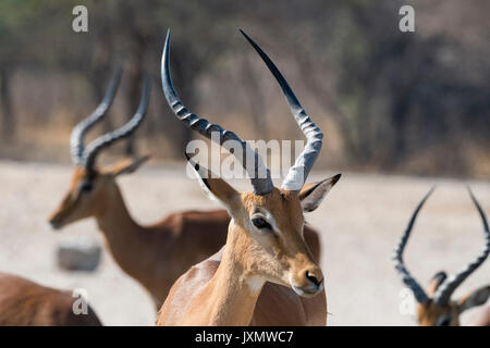 Portrait von Impala (Aepyceros melampus), Kalahari, Botswana, Afrika Stockfoto