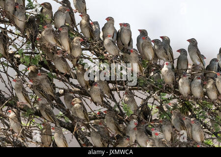 Ein Red-billed Quelea quelea quelea flock(), ruht auf Baum, Kalahari, Botswana, Afrika Stockfoto