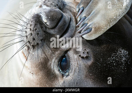 Porträt der Südliche See-Elefant (Mirounga leonina leonina), am Strand, Port Stanley, Falkland Inseln, Südamerika Stockfoto