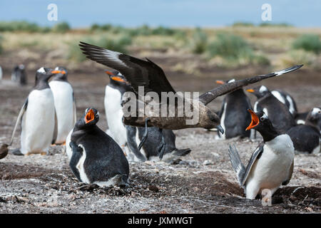 Southern skua (Catharacta antarctica), Angriff auf eine Gentoo Pinguin Kolonie (Pygoscelis papua), Port Stanley, Falkland Inseln Stockfoto