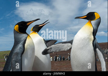 Königspinguine (Aptenodytes patagonica), Kämpfen, Port Stanley, Falkland Inseln, Südamerika Stockfoto