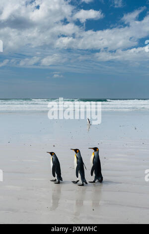 Königspinguine (Aptenodytes patagonica), zu Fuß in Richtung Meer, Port Stanley, Falkland Inseln, Südamerika Stockfoto