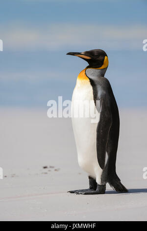 Porträt der Königspinguin (Aptenodytes patagonica), am Strand, Freiwilliger, Port Stanley, Falkland Inseln, Südamerika Stockfoto