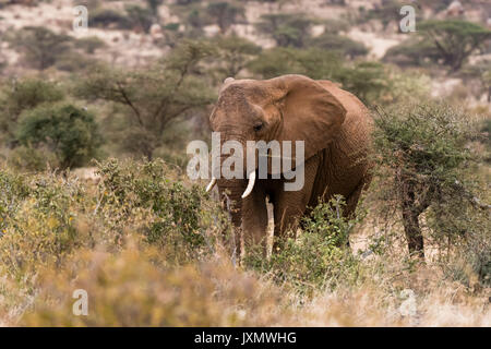 Afrikanischer Elefant (Loxodonta Africana), Kalama Wildlife Conservancy, Samburu, Kenia, Afrika Stockfoto