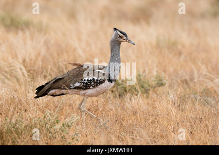 Kori bustard (Ardeotis Kori), Samburu National Reserve, Kenia, Afrika Stockfoto