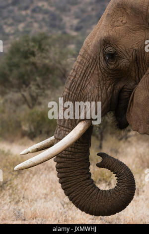 Afrikanischer Elefant (Loxodonta Africana), Kalama Wildlife Conservancy, Samburu, Kenia, Afrika Stockfoto