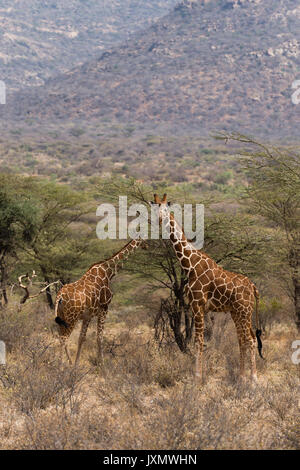 Netzgiraffe (Giraffa Camelopardalis reticulata), Kalama Wildlife Conservancy, Samburu, Kenia, Afrika Stockfoto