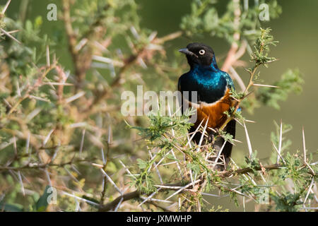 Ausgezeichnete starling (Lamprotornis superbus), Samburu National Reserve, Kenia, Afrika Stockfoto