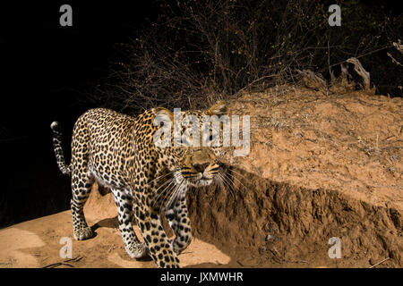 Ein Remote Camera trap erfasst ein Leopard (Panthera pardus), Kalama Conservancy, Samburu, Kenia, Afrika Stockfoto