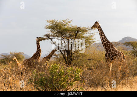 Netzgiraffe (Giraffa Camelopardalis reticulata), Kalama Wildlife Conservancy, Samburu, Kenia, Afrika Stockfoto