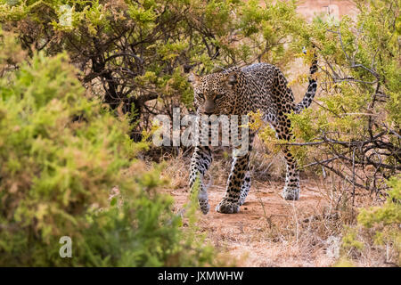 Leopard (Panthera pardus), Samburu National Reserve, Kenia, Afrika Stockfoto