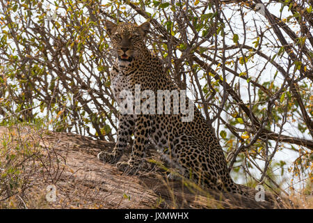 Leopard (Panthera pardus), Samburu National Reserve, Kenia, Afrika Stockfoto