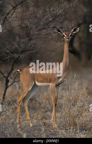 Gerenuk (Litocranius walleri), Samburu National Reserve, Kenia, Afrika Stockfoto