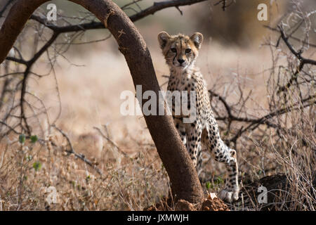 Porträt einer Cheetah Cub (Acinonyx jubatus), Samburu National Reserve, Kenia, Afrika Stockfoto