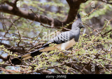 Einen weißen Bauch-weg-bird (Corythaixoides leucogaster), Samburu National Reserve, Kenia, Afrika Stockfoto