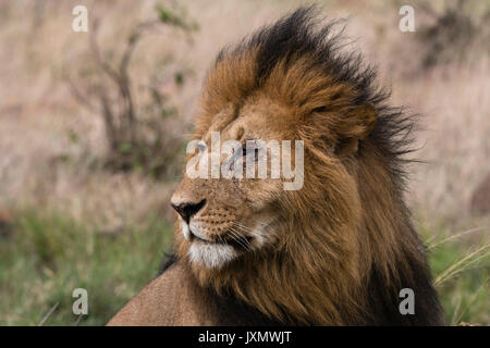 Löwe (Panthera leo), Masai Mara, Kenia, Afrika Stockfoto