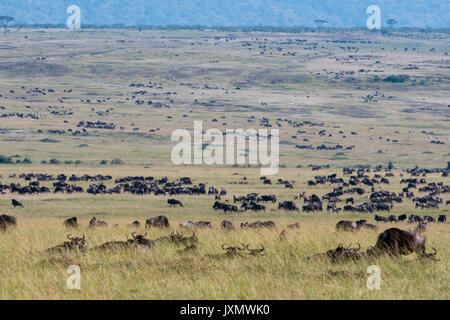 Eastern White-bärtigen Gnus (Connochaetes taurinus albojubatus), Migration, Masai Mara National Reserve, Kenia, Afrika Stockfoto