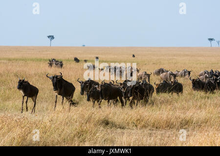 Eastern White-bärtigen Gnus (Connochaetes taurinus albojubatus), Migration, Masai Mara National Reserve, Kenia, Afrika Stockfoto